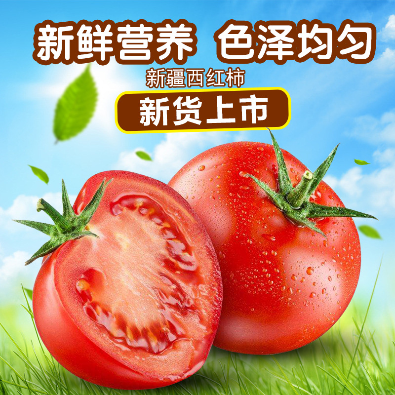 现摘农家新鲜西红柿自然熟番茄水果柿子